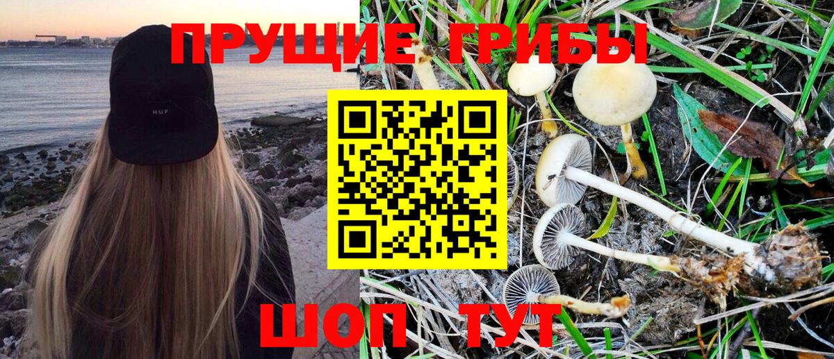 Галлюциногенные грибы Psilocybine cubensis Родники